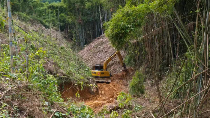 林间“藏龙”，竹海“卧虎”——星空官网林业挖机广西侠客行